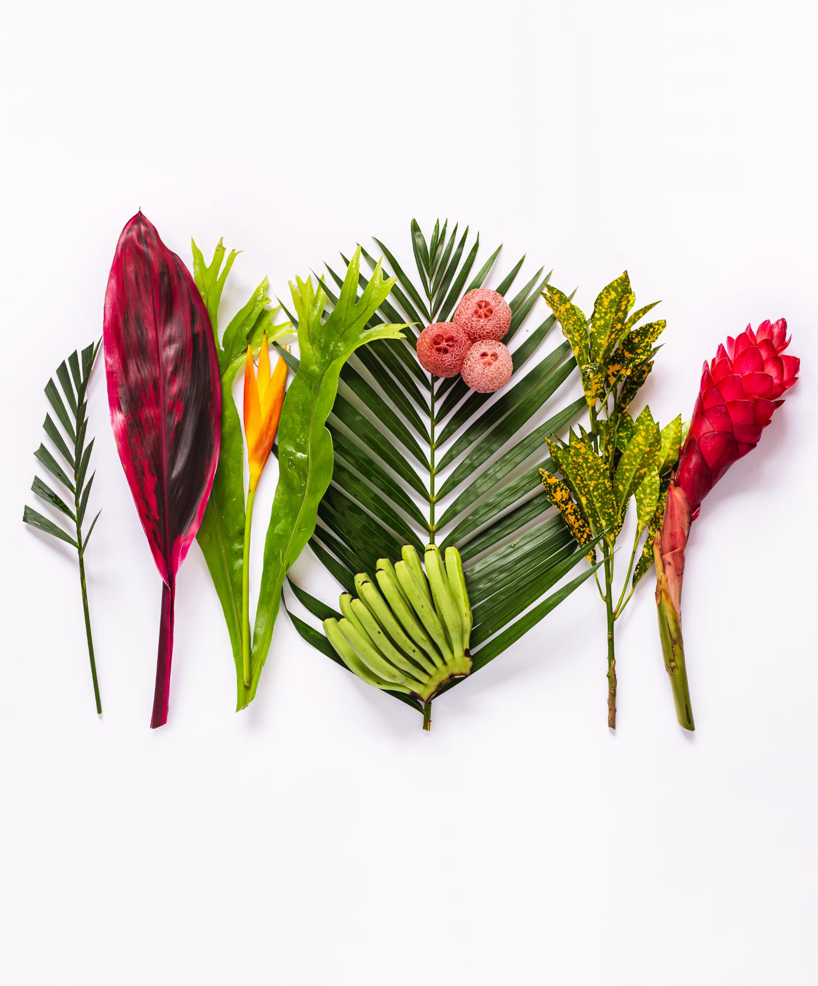 Vibrant tropical foliage including vibrant flowers, leaves, and exotic fruits arranged artistically.