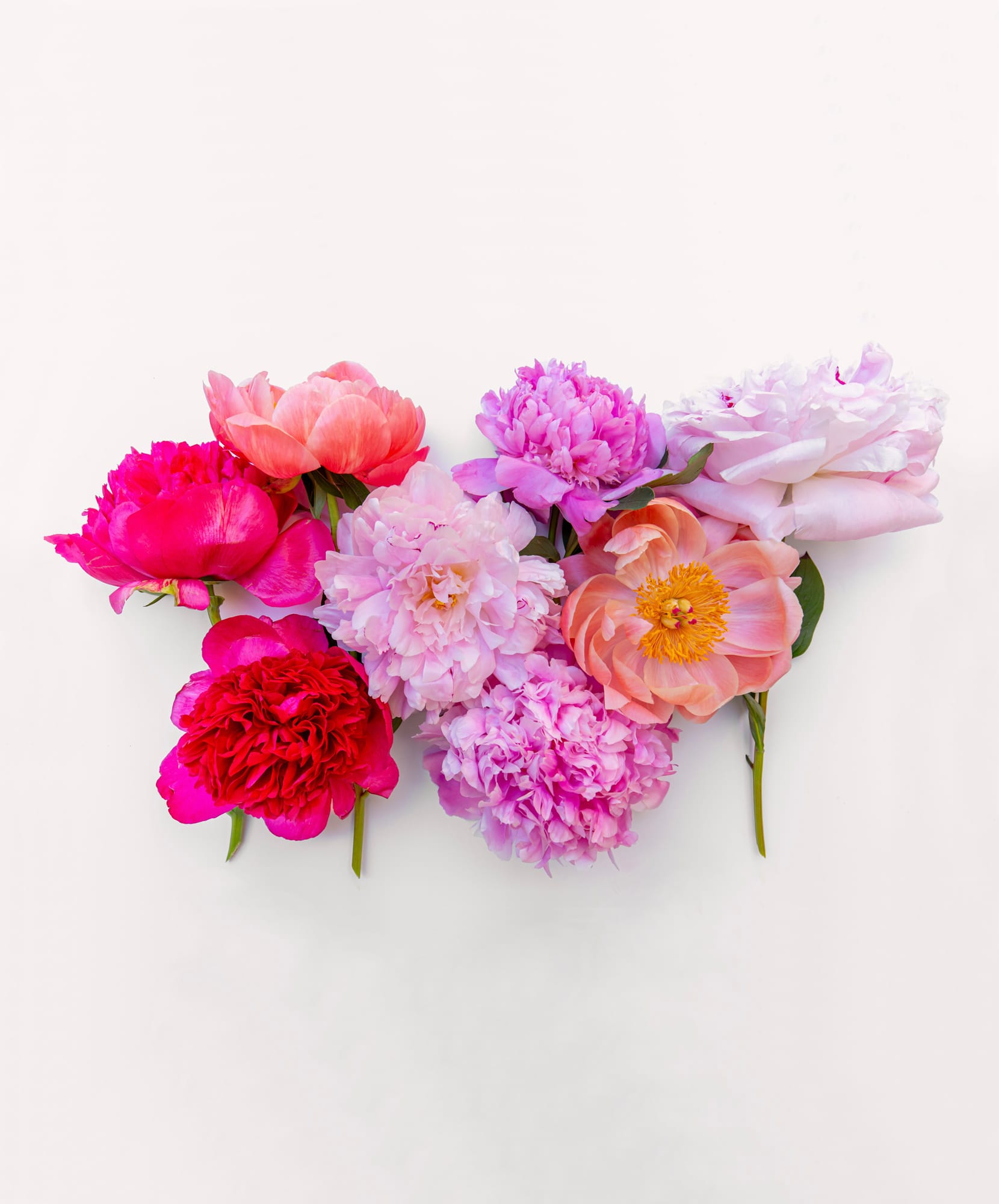 A vibrant arrangement of peonies in shades of pink and red, showcasing lush floral beauty.