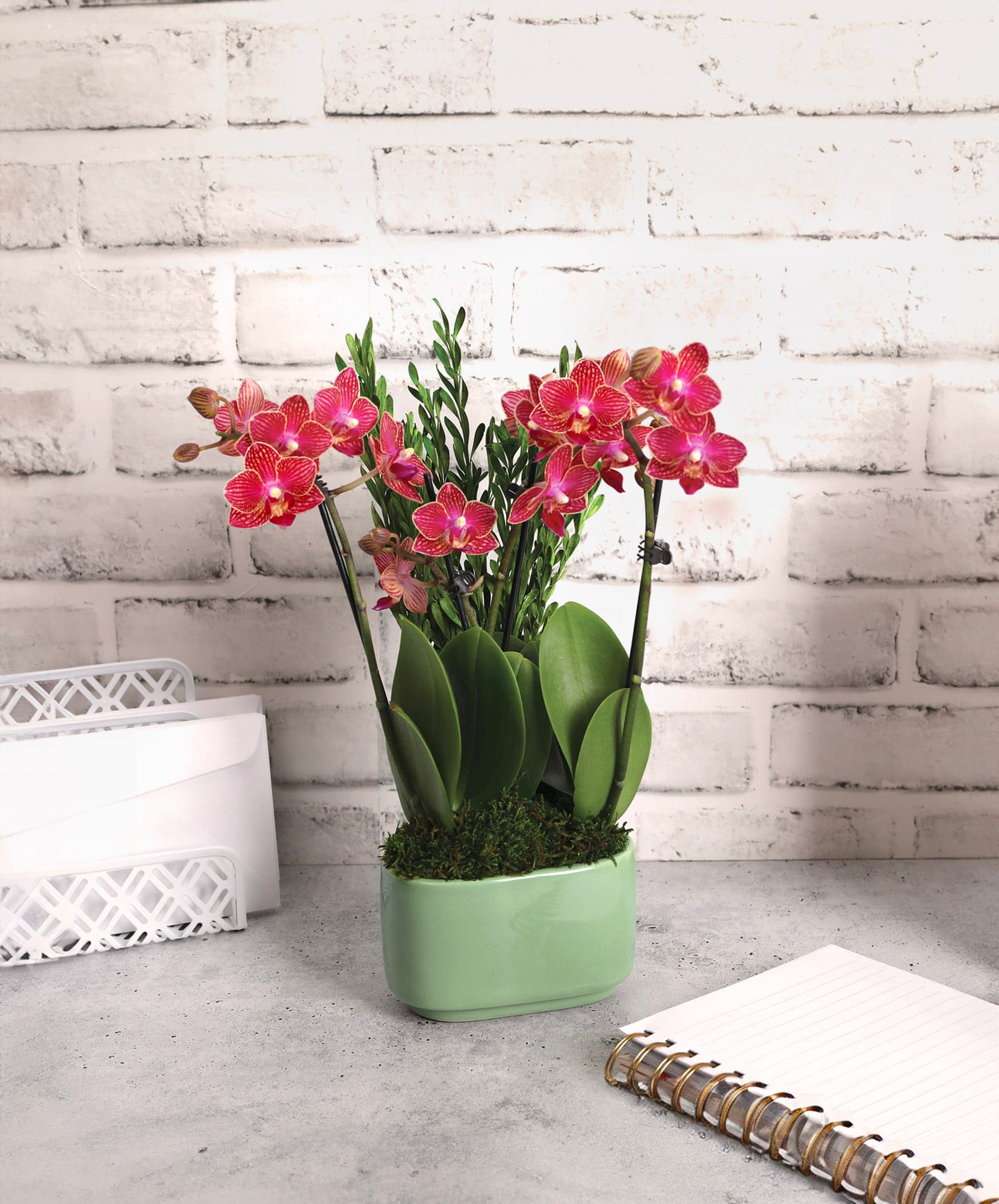 Vibrant pink orchid arrangement in a modern green pot, ideal for home and office decor.