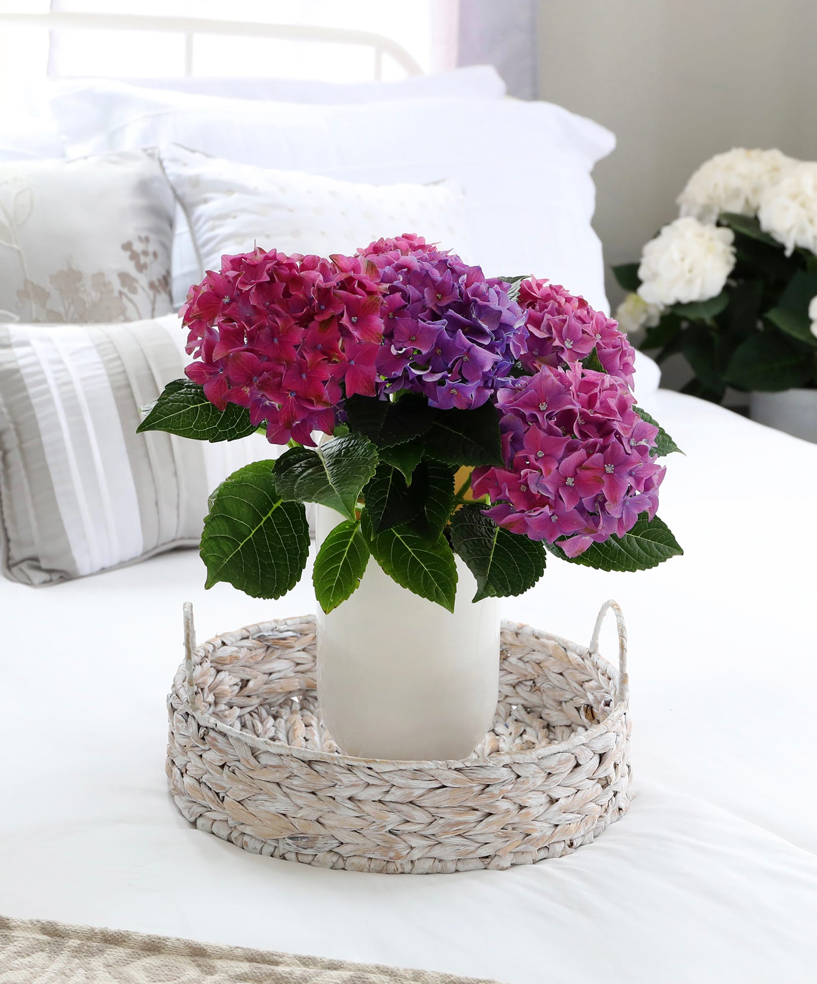Elegant hydrangea bouquet in shades of purple and pink, beautifully arranged on a cozy bed.